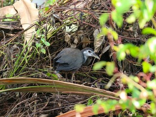 The "Kareo Padi" or "Ruak-ruak" bird (Amaurornis phoenicurus) is a species of bird belonging to the Rallidae family. This bird is distributed in Indonesia, India, southern China, Southeast Asia