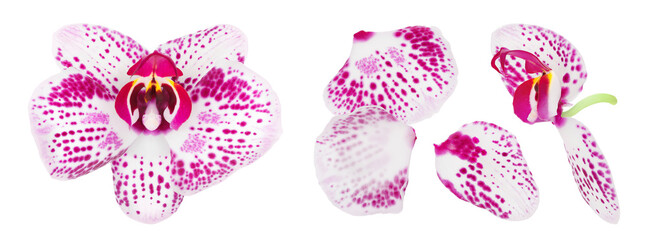 pink phalaenopsis orchid flower isolated on white background