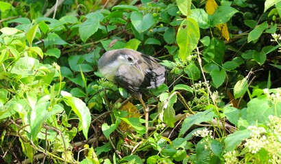 The Kareo Padi or Ruak-ruak bird (Amaurornis phoenicurus) is a species of bird belonging to the Rallidae family. This bird is distributed in Indonesia, India, southern China, Southeast Asia