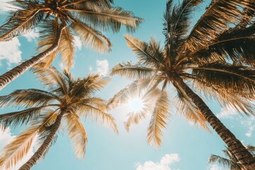 Sunlight filters through tropical palm trees on a bright day in paradise, Tilt, low shot of sun shining through tropical trees
