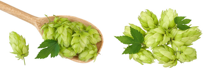Hop cones in wooden spoon isolated on white background. Beer brewing ingredients. Top view. Flat lay