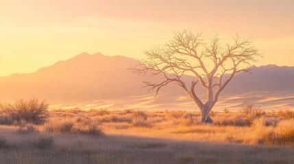 Obraz premium Sunrise over desert landscape, lone tree, mountains