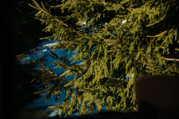 close up of a pine tree green forest juniper