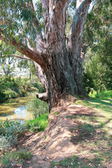 eucalyptus tree on the banks of the werribee river