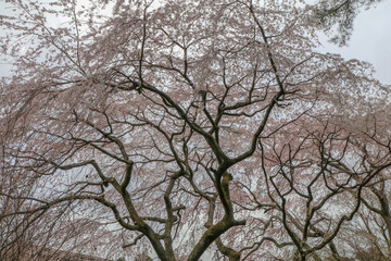 空一杯の桜。