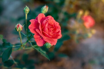 Close-up of a single red rose in full bloom, surrounded by its unopened buds and lush green leaves.