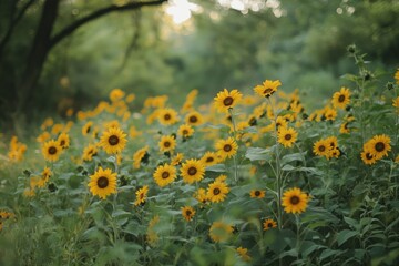 A field of sunflowers basking in the soft sunlight, creating a picturesque summer scene.