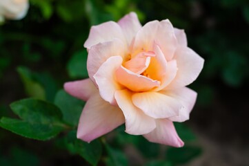 Obraz premium Close-up of a delicate peach-colored rose in full bloom, showcasing its soft petals and gentle unfurling.