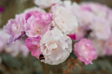 A tiny bumblebee gently approaches a bouquet of soft pink and white flowers.