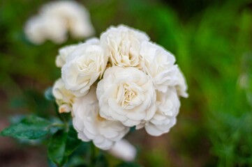 A cluster of pristine white roses in full bloom, their delicate petals creating a breathtaking floral display.