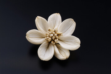 Fototapeta premium The Subtle Grace of a White Coffee Bean Flower on a Black Horizon.