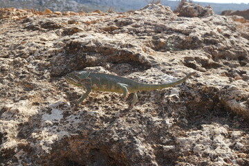 Socotra Chameleon exploring the rocky terrain of Socotra Island, Yemen in the Middle East