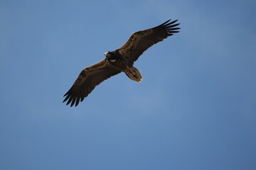 Fototapeta premium Socotra Egyptian Vulture soaring over stunning Socotra Island in Yemen under a clear blue sky