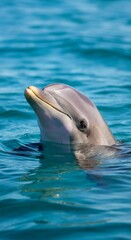 Playful dolphin surfacing in clear blue ocean waters