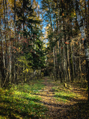Obraz premium Autumn forest on a sunny day. trees in autumn, red-brown leaves in autumn city park.