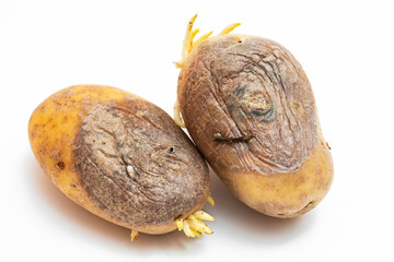 Faule Kartoffeln