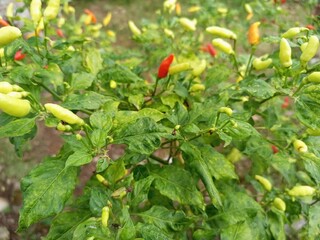 chili plants planted in the yard have grown and are ready to be picked