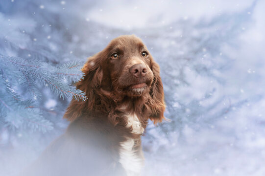 Winter portrait of a working cocker spaniel dog.