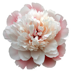 A gracefully designed peony flower, meticulously illustrated with a blend of soft pink and white hues, lush layered petals with gentle color transitions, transparent background, PNG