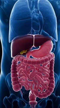 Human Internal Organs Anatomy Visualisation Including Lungs and Digestive System