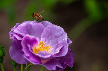 Honeybee in Flight Towards a Dew-Kissed Purple Rose in a Serene Garden Setting