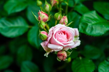 A single, fully bloomed pink rose with several buds on a vibrant green bush.