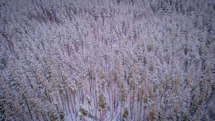 winter forest landscape in the wild