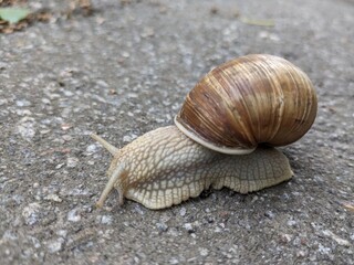 Macro photo snail