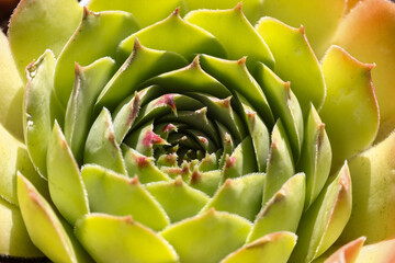 Colourful leaves of the succulent Sempervivum Hen and Chicks plant in bright sunshine in the rock garden, closeup.	
