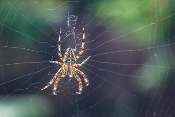 Closeup of European garden spider sitting on a spider web