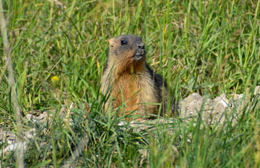 Baby of Groundhog baibak