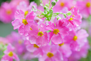 Obraz premium 雨に濡れ滴が滴るサクラソウの花 季節・アップ