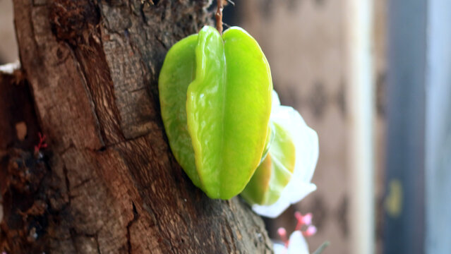 Star fruit or Carambola grows on trees.   