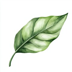 Obraz premium Watercolor Green Leaves Design Isolated on White Background Perfect for Spring and Summer Projects Nature Inspired Botanical Illustration Ideal for Cards Invitations and More