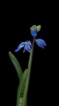 Beautiful blue flowers snowdrops Scilla bifolia alpine squill, two-leaf squill on black background. Vertical time lapse video. Springtime.