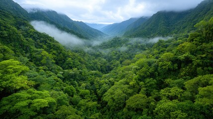 Obraz premium Lush green mountain valley, mist, aerial view, nature