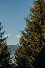 coniferous pine green forest against the background of mountains and clear blue sky, Ukraine
