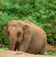 Fototapeta premium large elephant in the zoo