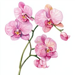Obraz premium Pink Orchid Watercolor Clipart Elegant Floral Design for Wedding Invitations and Branding