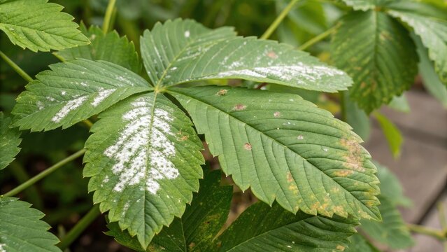 Oidium Fungus Impact on Green Leaf - Close-Up Food Photography, Nature, Agriculture, Plant Health, Fungal Disease, Macro, Organic, Crop Damage, Research, Eco-Friendly Practices