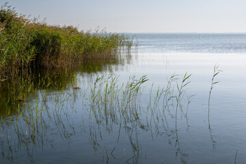 Schilfgras im Achterwasser, Ückeritz, Insel Usedom, Ostsee, Mecklenburg-Vorpommern, Deutschland, Europa