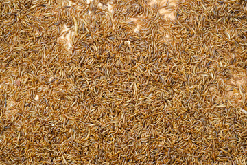 Larvae of alphitobius diaperinus is a popular feed ingredient that is widely used to give to reptiles, songbirds and other poultry.