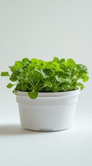 Fototapeta premium Vibrant Green Plants in a White Pot - Indoor Garden