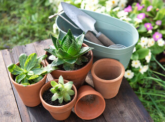succulent potted and gardening equipment on wooden table in a garden with flowers blooming background