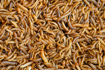 Larvae of alphitobius diaperinus is a popular feed ingredient that is widely used to give to reptiles, songbirds and other poultry.