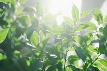 Fototapeta premium Spring's Refreshing Radiance 