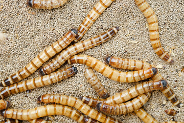 King mealworm (zophobas morio) is a popular feed ingredient that is widely used to give to reptiles, songbirds and other poultry.