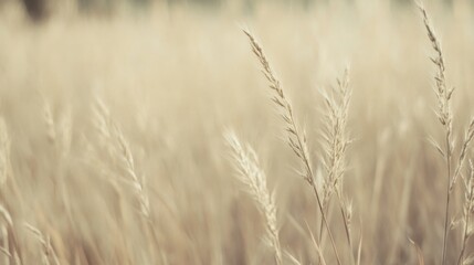 Fototapeta premium Golden grass field, autumn background, nature scene, peaceful landscape