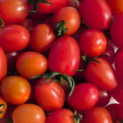 tomatoes on the vine