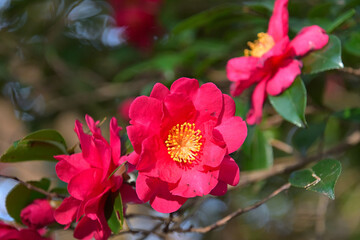 吸蜜にきたメジロの爪痕が花弁に残っているサザンカ © FUJIOKA Yasunari